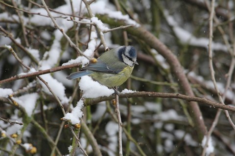 Mésange Bleu 