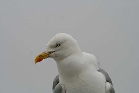 ​Mouette 