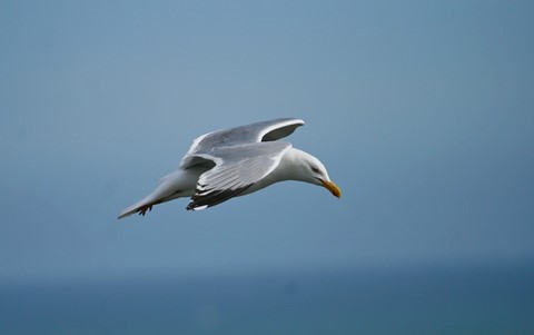 ​Mouette 