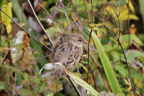 ​Passeridae