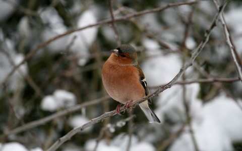 Pinson des Arbres