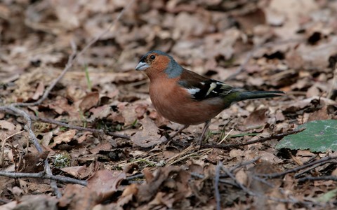 Pinson des Arbres