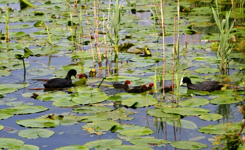Poule d'eau 