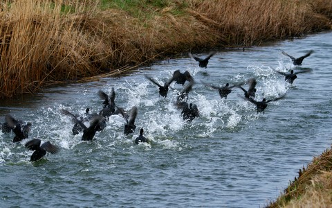 Poules d'eau 
