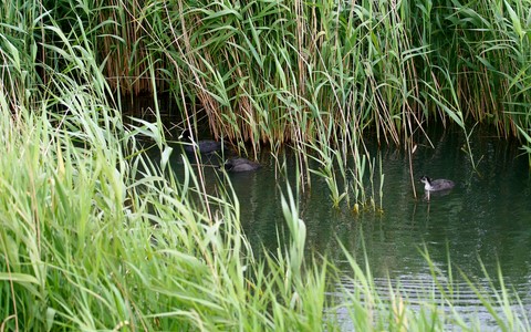 Poules d'eau 
