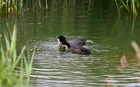 Poules d'eau 