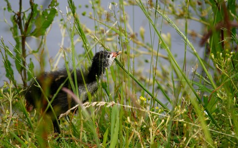 Poules d'eau 