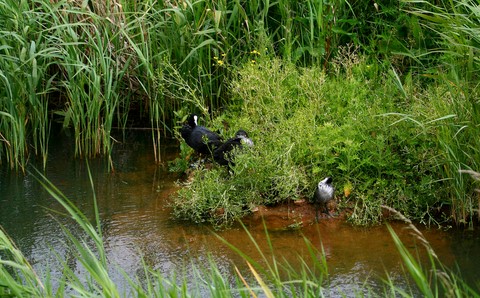 Poules d'eau 
