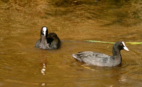 Poules d'eau 