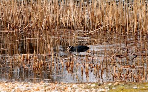 Poules d'eau 
