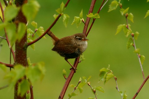 Troglodytes des forêts 