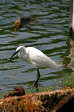 Aigrette