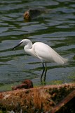 Aigrette