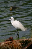 Aigrette