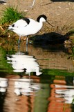 Avocette nord folk