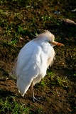 ​​Bébé Aigrette