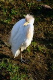 ​​Bébé Aigrette