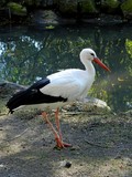 Cygogne  