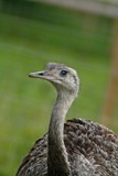 Autruche