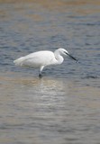 Aigrette