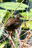 Poules d'eau 